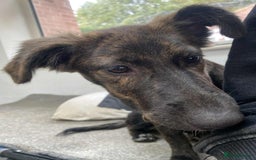 Mixed Breed dogs for adoption: Holly needs a perfect home for Christmas - Image 6