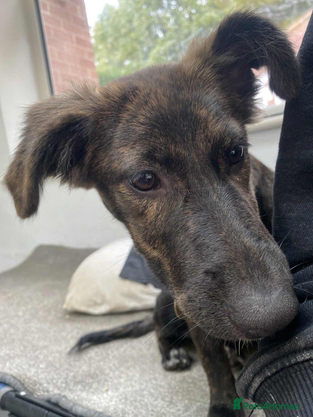 Mixed Breed dogs for adoption: Holly needs a perfect home for Christmas - Image 6