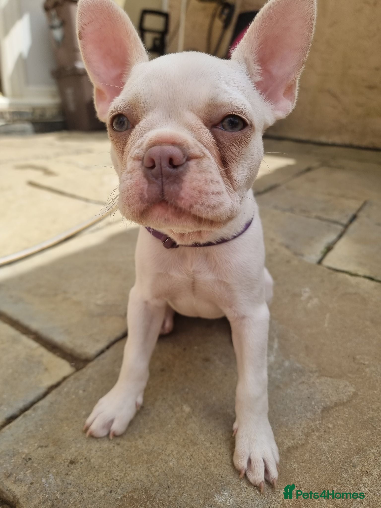 French Bulldog dogs French bulldog puppies  - Advert 2
