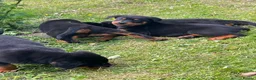 Rottweiler dogs for sale: Puppies - Advert 14