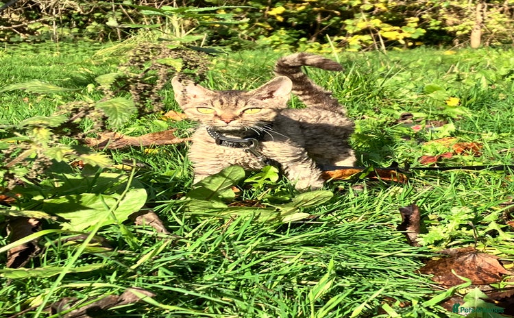 Devon Rex cats in Leeds - Advert 2