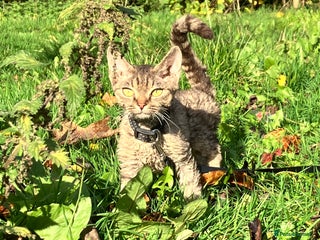 Devon Rex cats GCCF Registered Pedigree Devon Rex Kittens ❤️ in Leeds - Advert 11