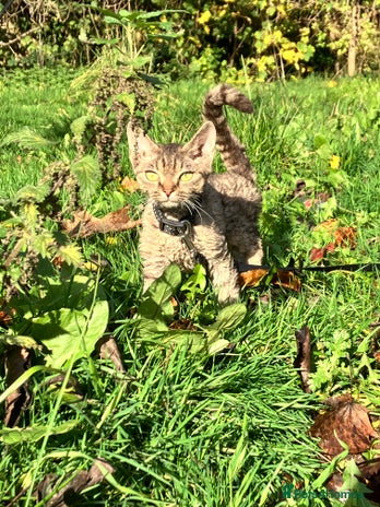 Devon Rex cats in Leeds - Advert 2