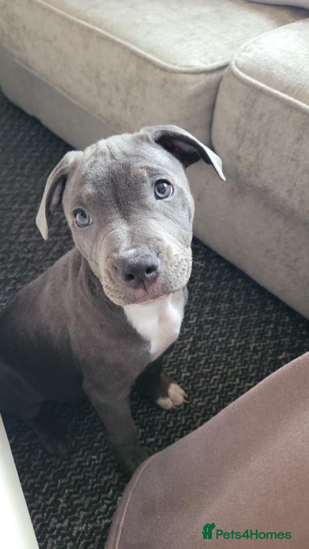 Staffordshire Bull Terrier dogs for sale: 1 girl for sale  - Image 4