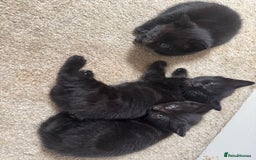 British Longhair cats for sale: 3 Fluffy kittens - Image 2