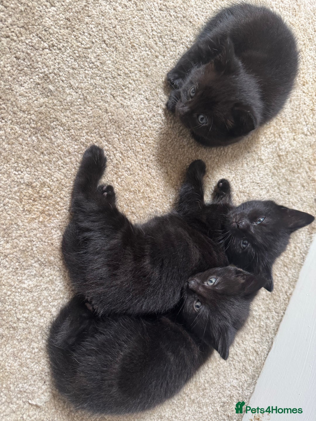 British Longhair cats for sale: 3 Fluffy kittens - Image 2