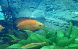Discus fish for sale: Discus fish for sale  - Image 8