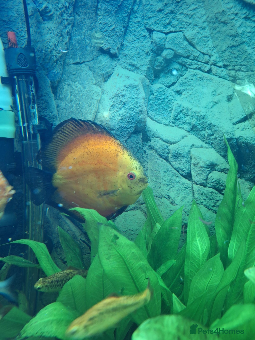 Discus fish for sale: Discus fish for sale  - Image 8