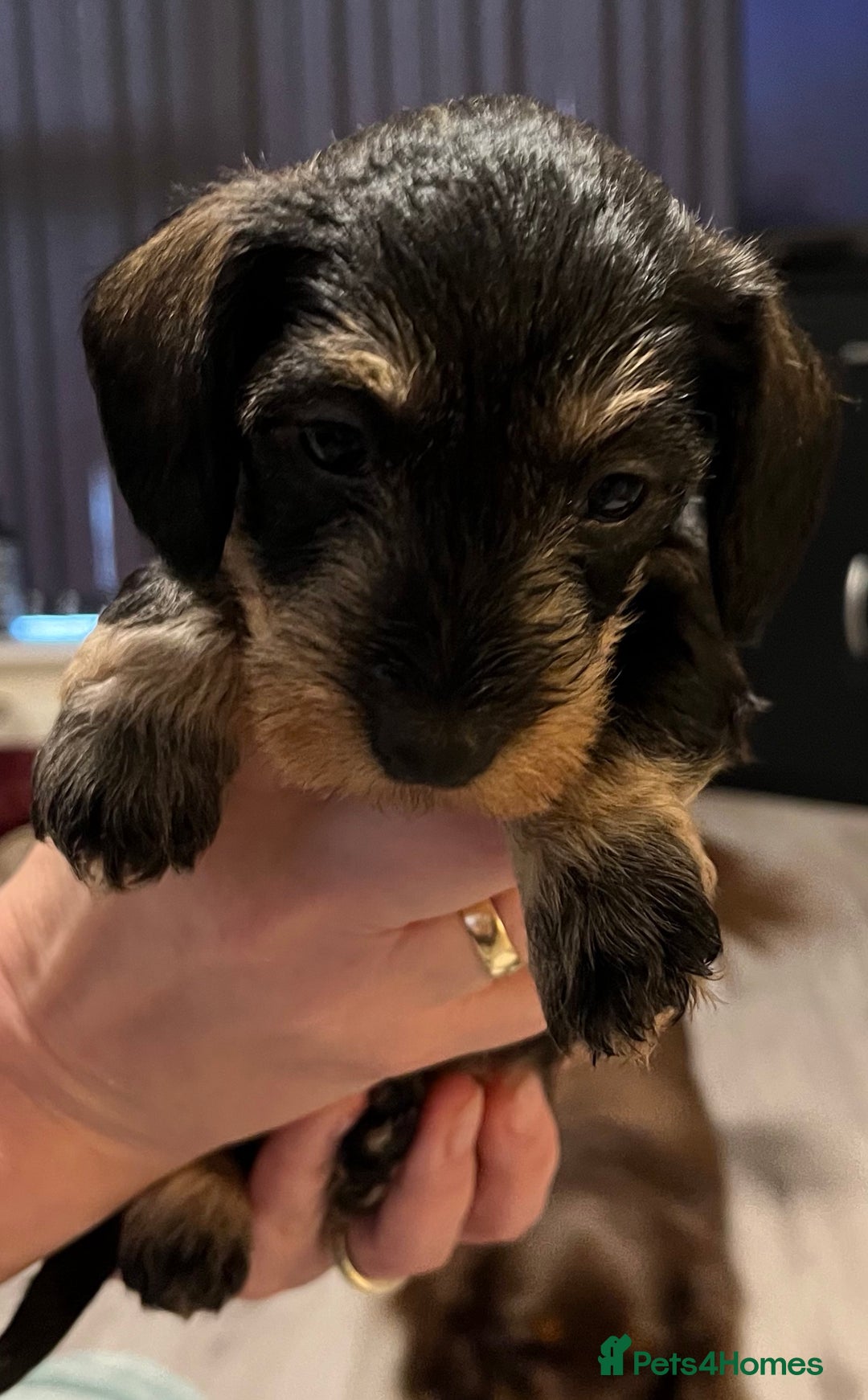 Miniature Dachshund dogs for stud: Miniature Wire Haired Dachshund Stud in Manchester - Advert 12