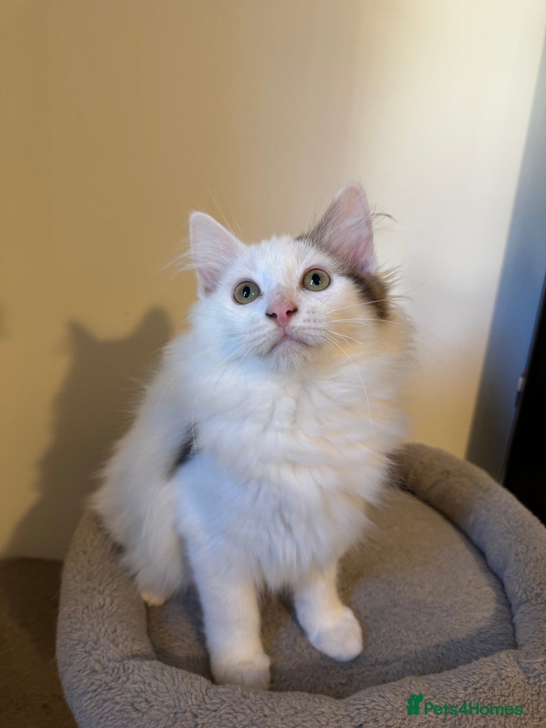Mixed Breed cats for sale: Beautiful Ragdoll Kittens  - Advert 9