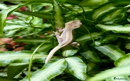 Lizard reptiles for sale: Mixture of Crested Geckos - Image 5