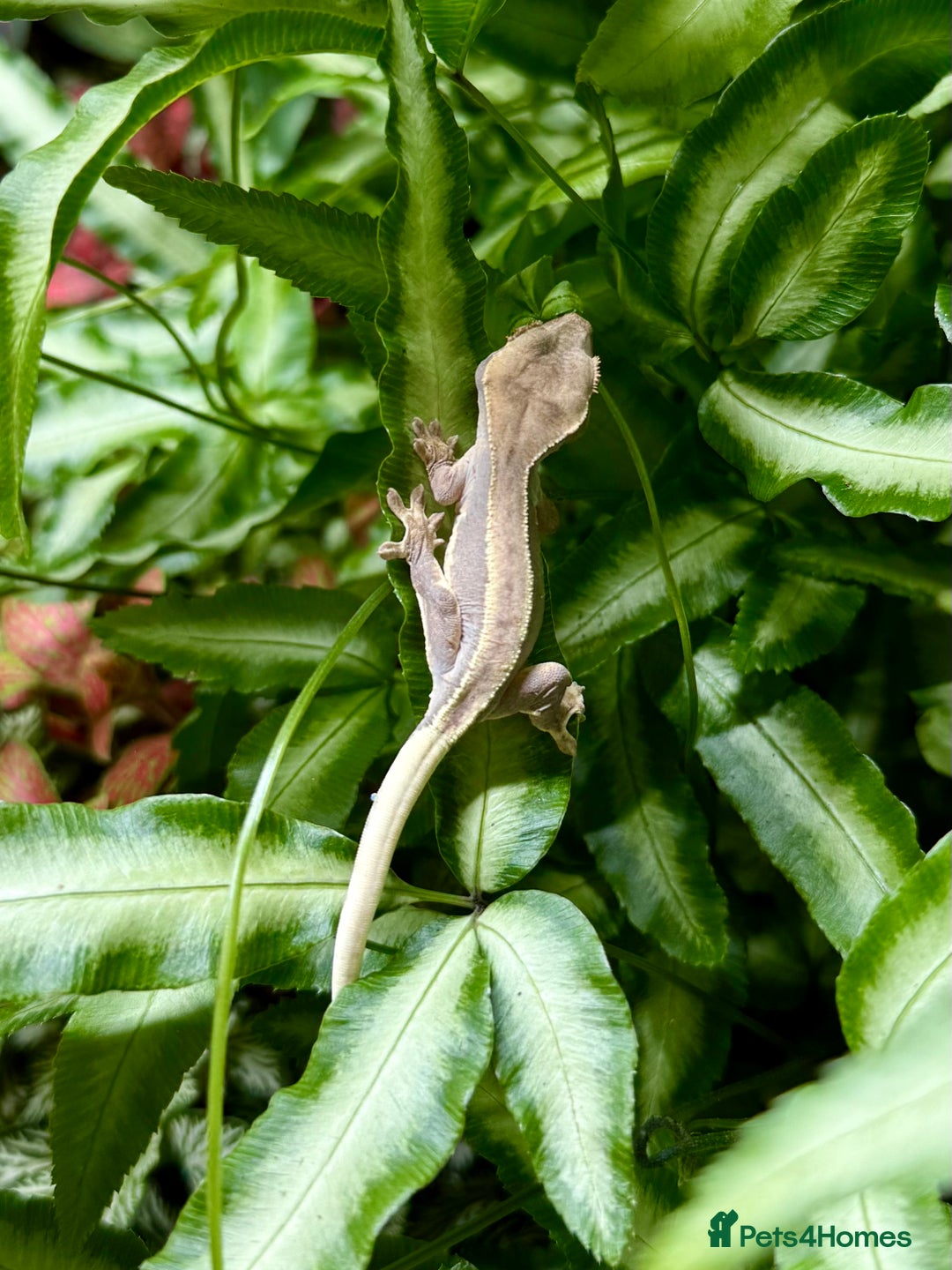 Lizard reptiles for sale: Mixture of Crested Geckos - Image 5
