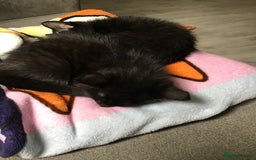 British Shorthair cats for sale: Adorable kittens for sale ready to leave now  - Image 2