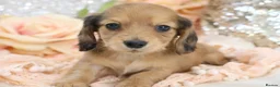 Miniature Dachshund dogs for sale: KC Longhair Miniature Dachshund Puppies - Advert 16