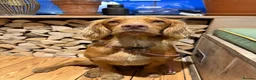 Cocker Spaniel dogs for stud: Milk Hobnob ‘Crumpet’ for Stud  in Bridport - Advert 7