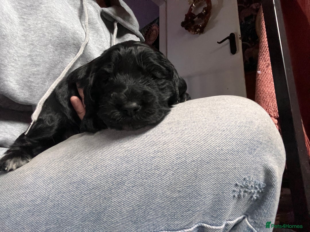 Cockapoo dogs for sale: Cocker spaniel/Cockapoo Pups - Advert 2