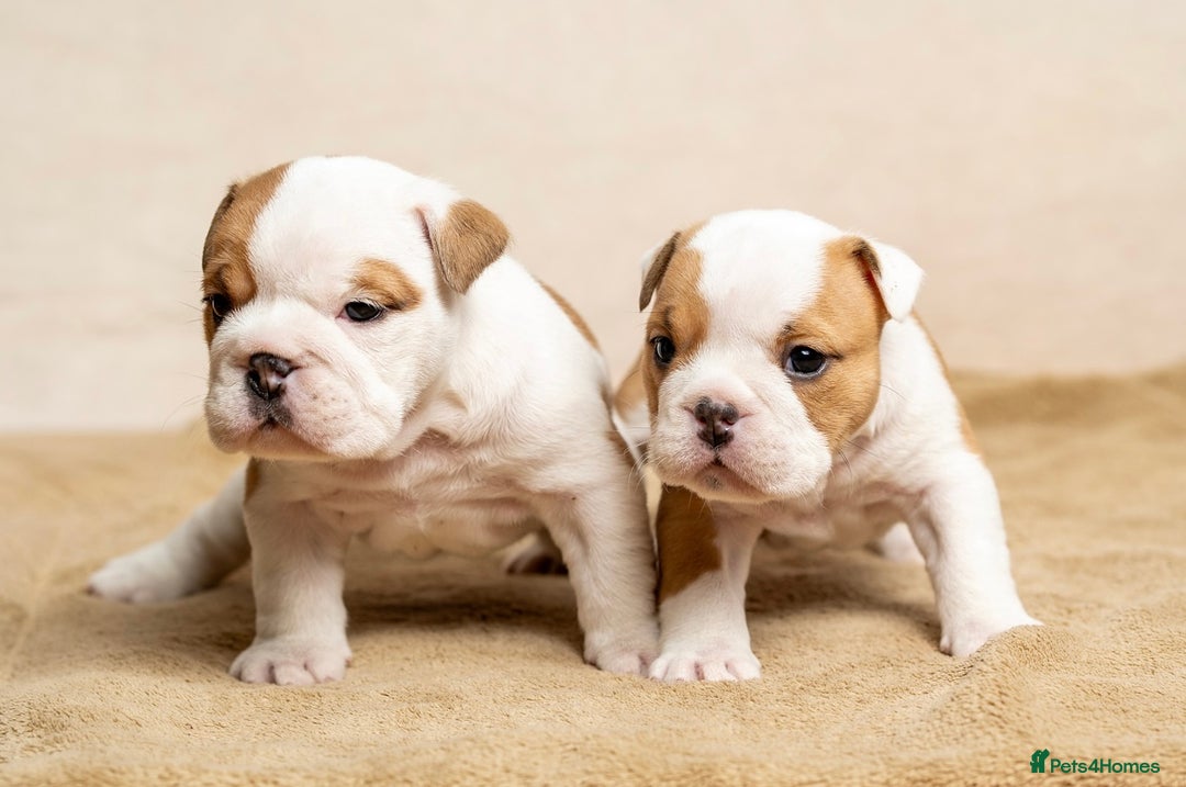 English Bulldog dogs for sale: Beautiful British Bulldog’s  - Image 6