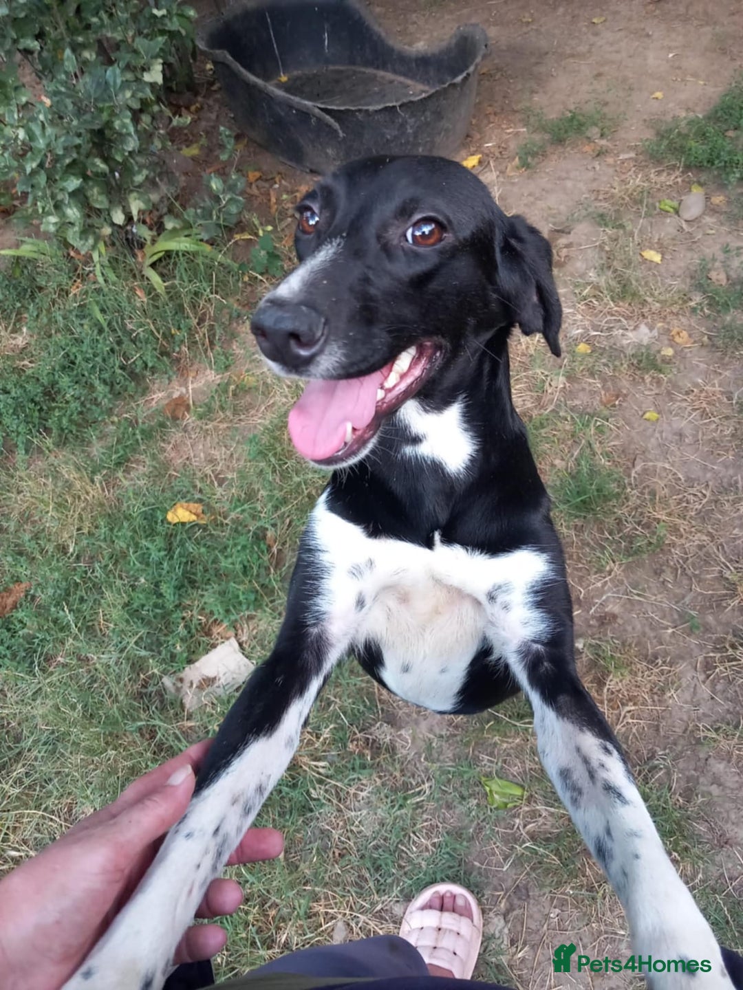 Mixed Breed dogs for adoption: NORA FOR ADOPTION IN CORNWALL/DEVON - Advert 6