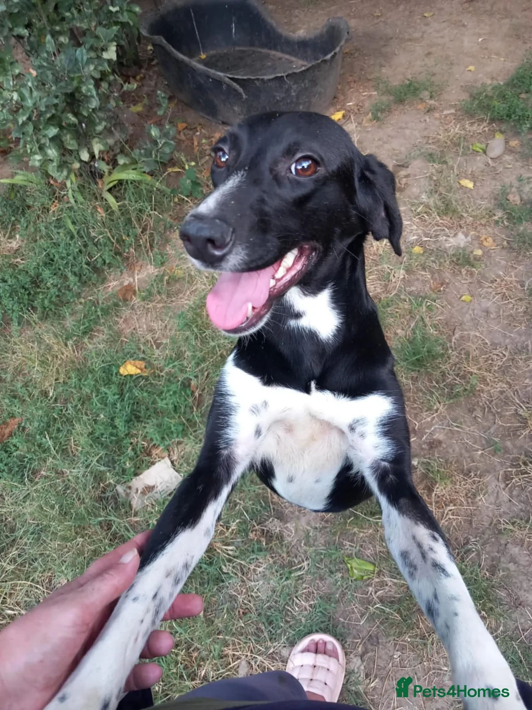 Mixed Breed dogs for adoption: NORA FOR ADOPTION IN CORNWALL/DEVON - Advert 6