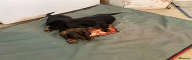 Jackshund 3