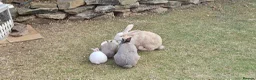 Mixed Breed rabbits for sale: 🐰 Gorgeous Baby Rabbits ready 10th September 🐰 in Wigan - Advert 9