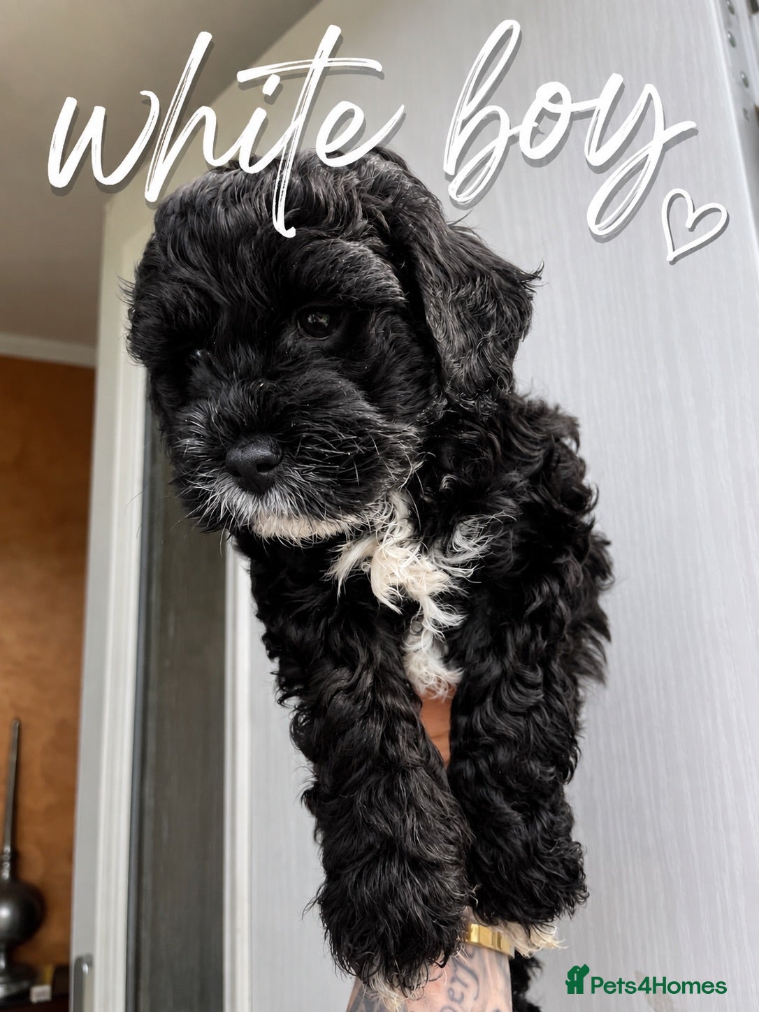 Lhasapoo dogs One Lhasapoo Boy Avaliable Now.  - Advert 1