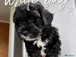 Lhasapoo dogs One Lhasapoo Boy Avaliable Now. - Advert 5