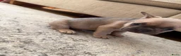 French Bulldog dogs for sale: 3 Gorgeous French Bulldog puppies  - Advert 16