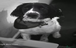 English Springer Spaniel dogs for sale: Needs a loving home  - Image 3