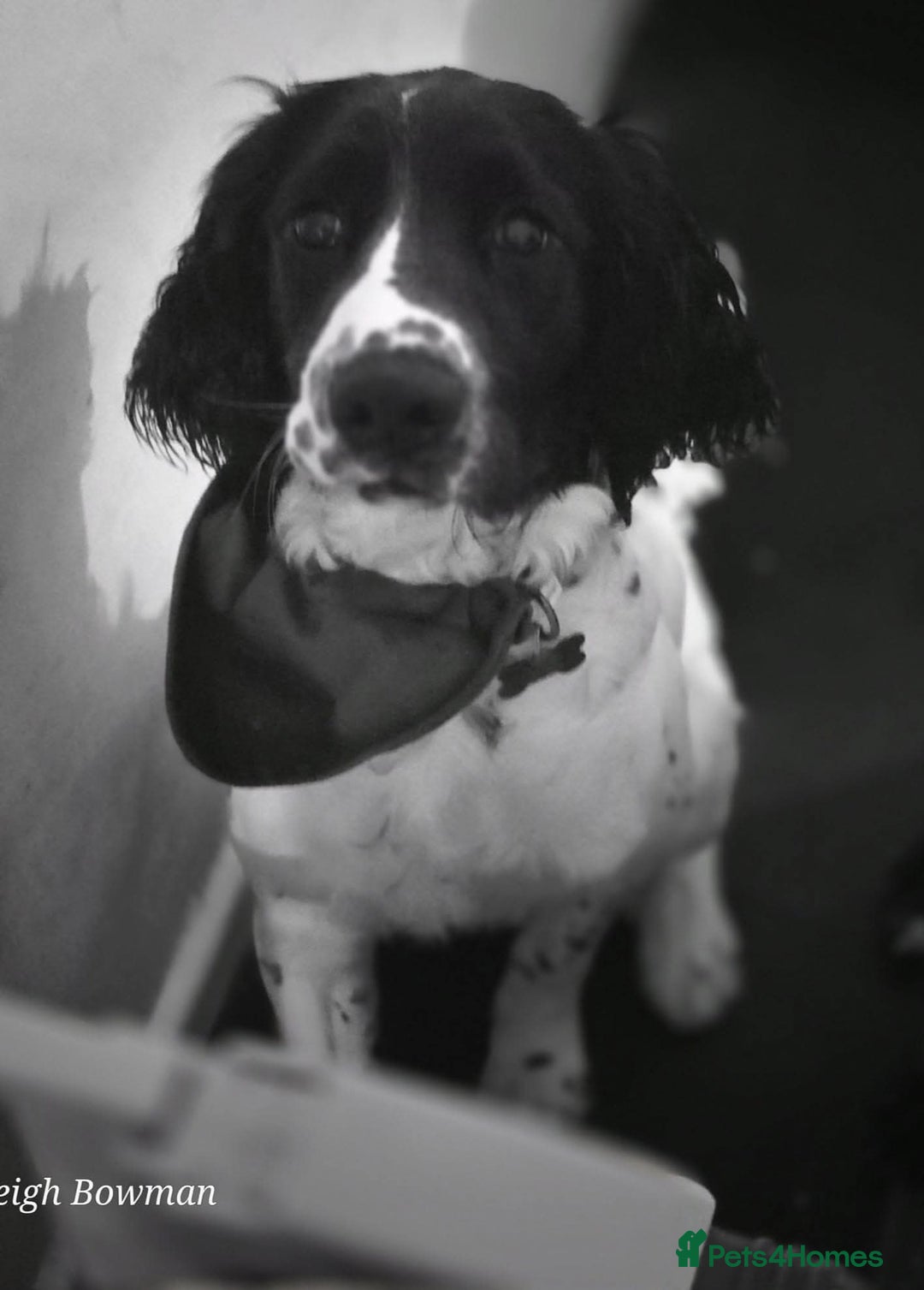 English Springer Spaniel dogs for sale: Needs a loving home  - Image 3