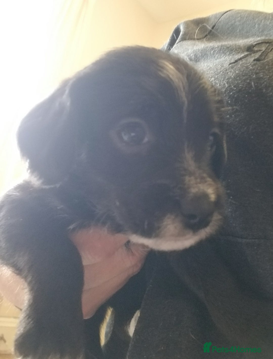 Jackapoo dogs for sale: Jackapoo puppies - Image 23