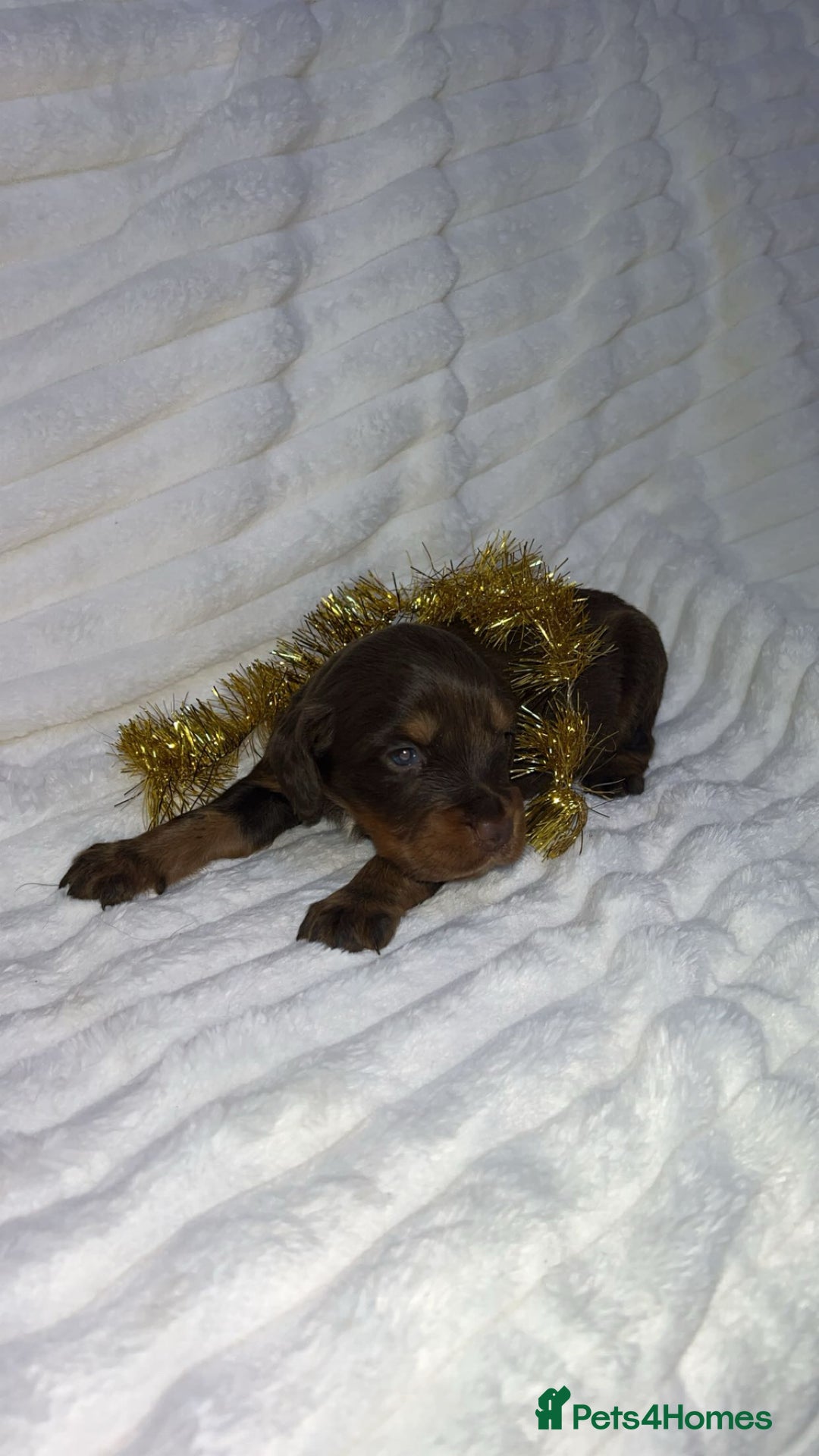 Cocker Spaniel dogs for sale: Cocker spaniel one  girl available  - Advert 5