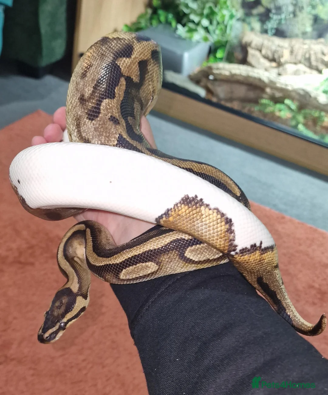 Python Snake reptiles for sale: 5yo Pied Royal Python - Advert 2