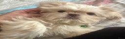 Shih Tzu dogs for sale: Lavender White Imperial Shih Tzu Puppies - Advert 3