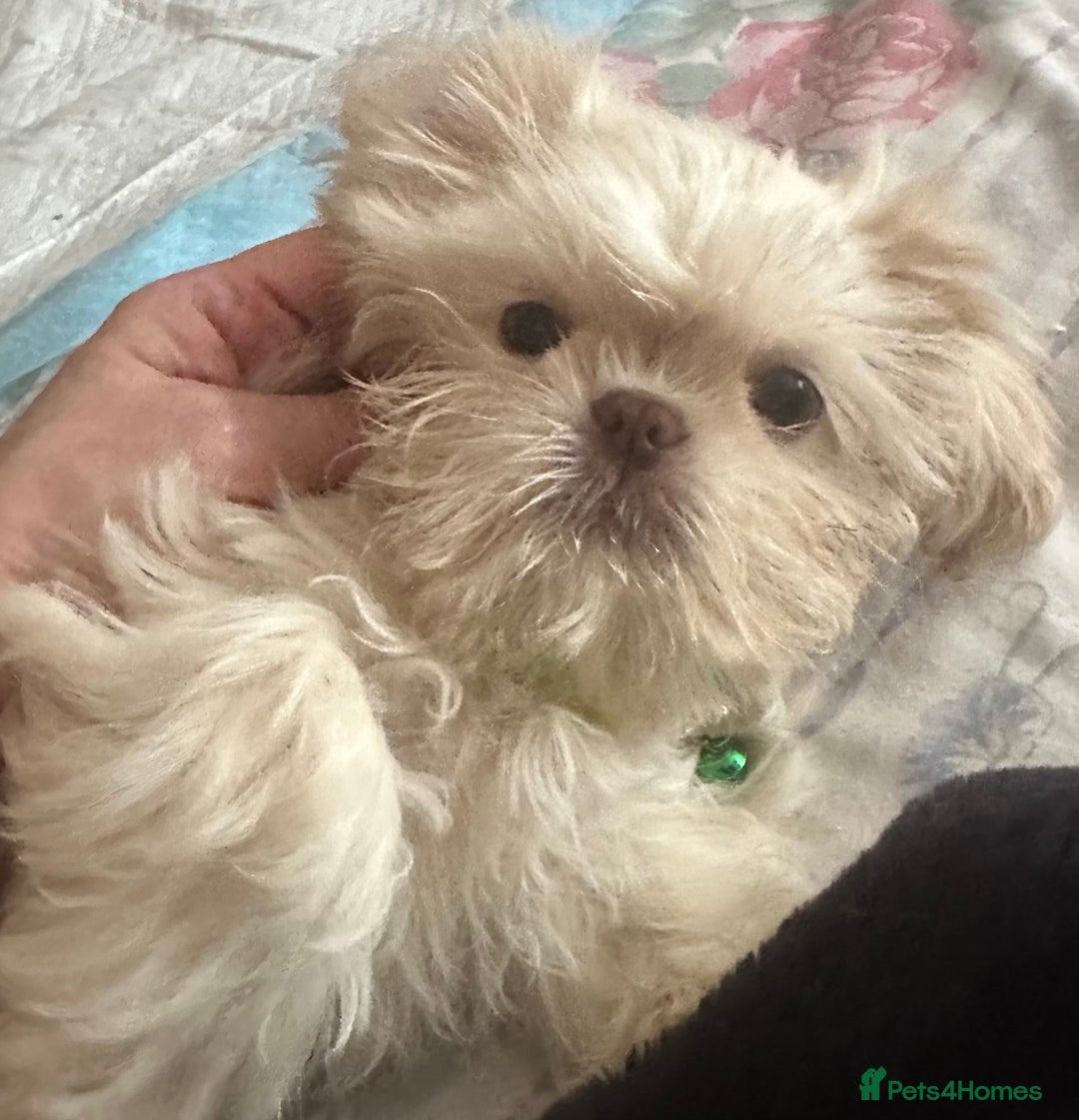 Shih Tzu dogs for sale: Lavender White Imperial Shih Tzu Puppies - Advert 3