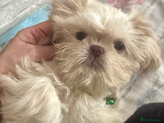 Shih Tzu dogs Lavender White Imperial Shih Tzu Puppies - Advert 8