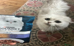 Mixed Breed cats for sale: Scottish fold kittens - Image 10