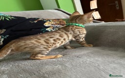 Bengal cats for sale: Gorgeous Pure Bengal Kittens Ready To Go! ❤️ - Image 16