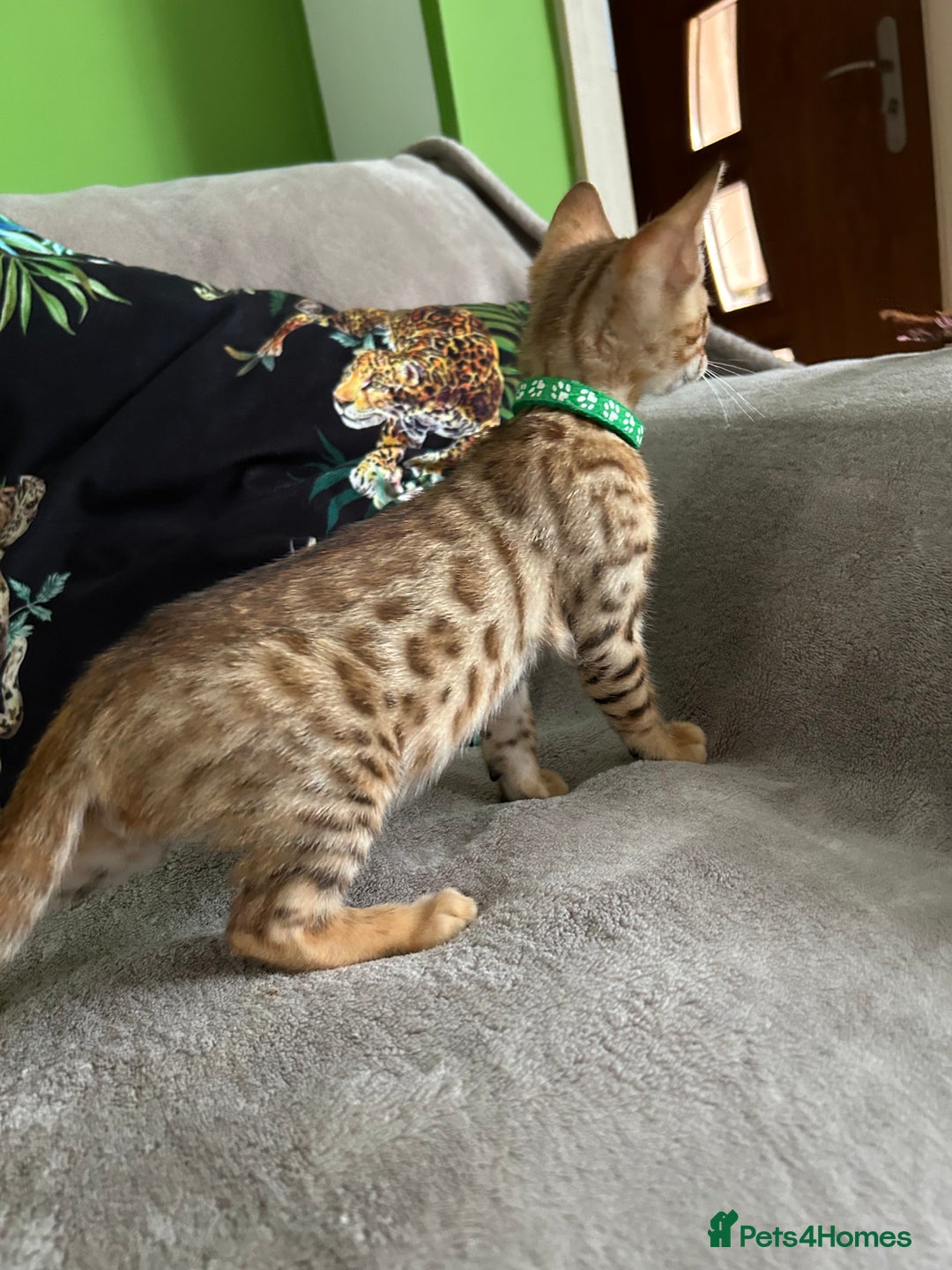 Bengal cats for sale: Gorgeous Pure Bengal Kittens Ready To Go! ❤️ - Image 16