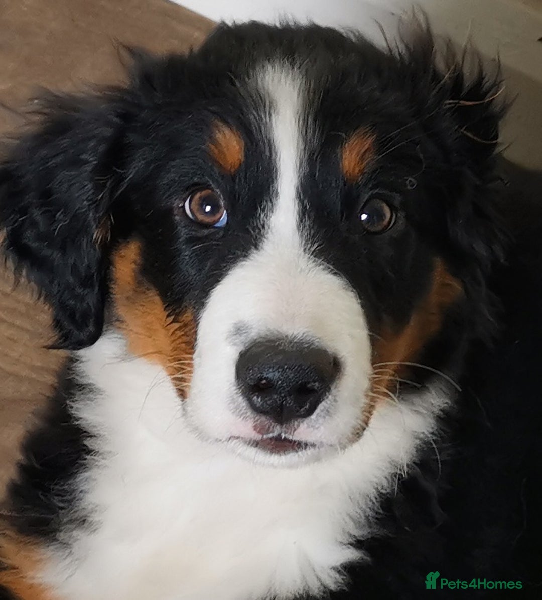 Mixed Breed dogs for sale: Beautiful Bordernese Puppies - Advert 6