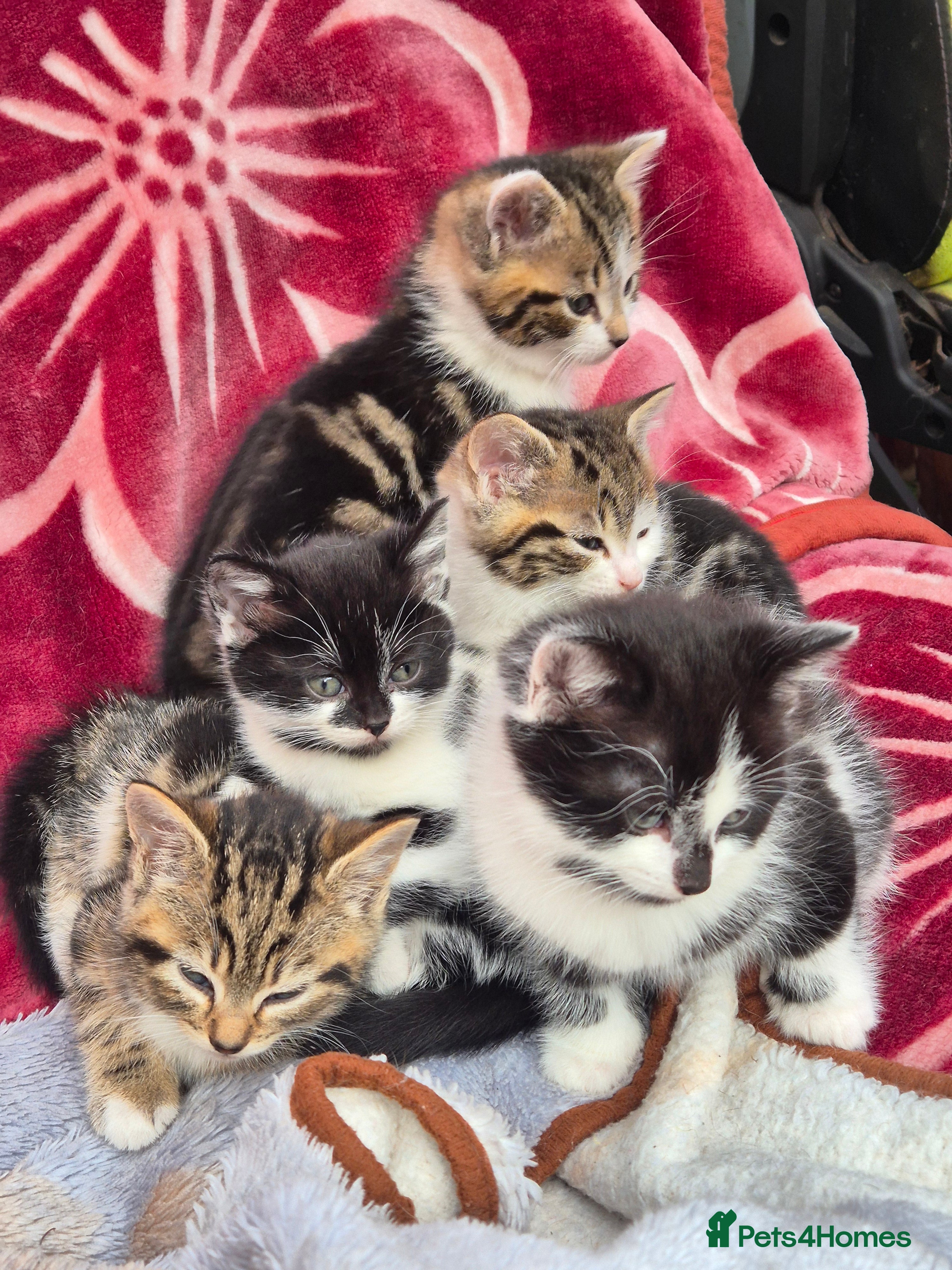 Mixed Breed cats 5 little kitten  - Advert 1