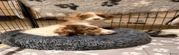Sproodle dogs for sale: *LAST 2* Outstanding Rare F1 Sproodle’s  - Advert 5