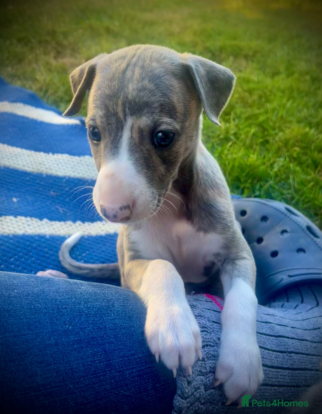 Whippet dogs for sale: Show Quality Blue Brindle KC Registered Whippets - Image 12