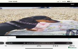 Mixed Breed dogs for sale: 5 year old Dachshund (cross) needs rehoming - Image 6