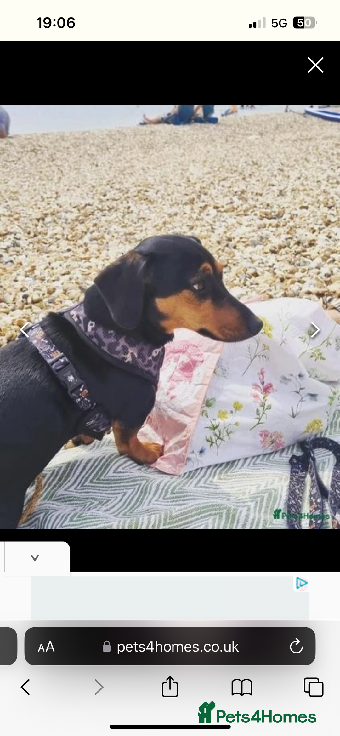 Mixed Breed dogs for sale: 5 year old Dachshund (cross) needs rehoming - Image 6