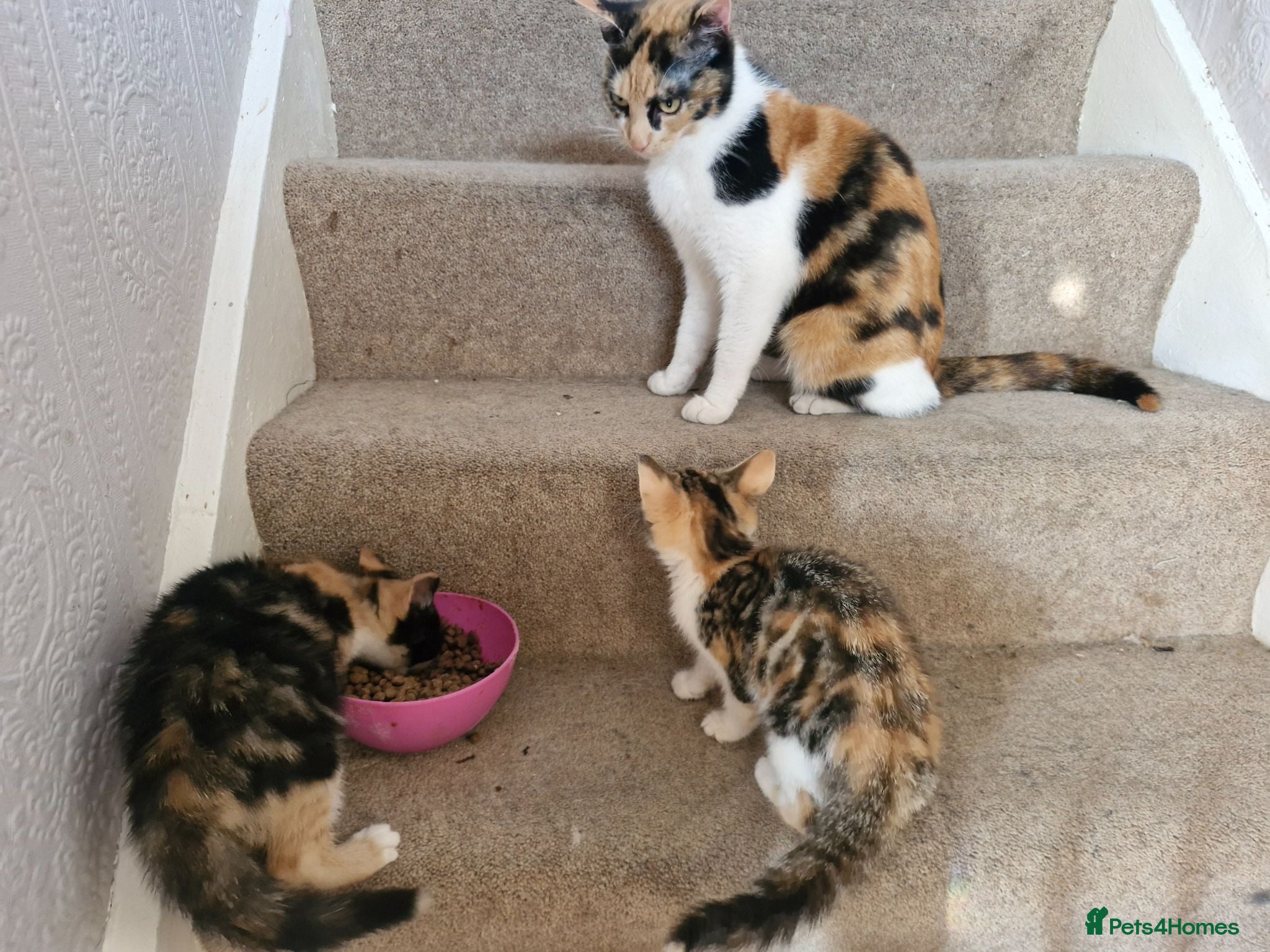 Mixed Breed cats 2 beautiful female mix breed cats. - Advert 1