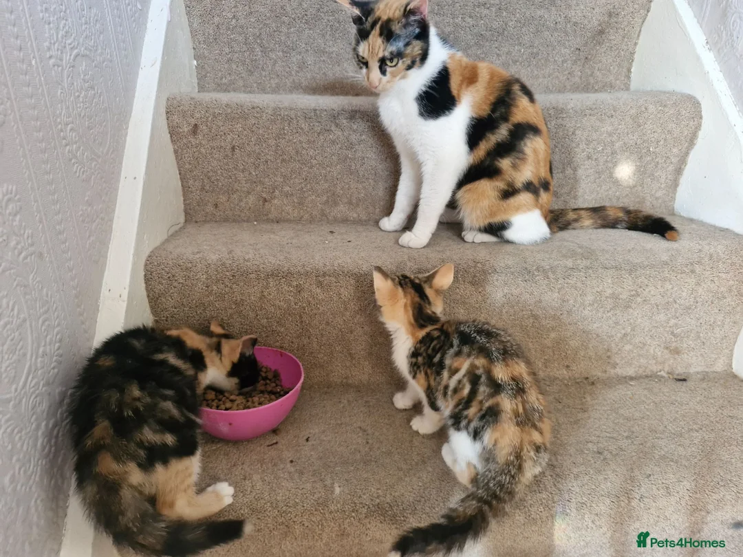 Mixed Breed cats for sale: 2 beautiful female mix breed cats. - Advert 1