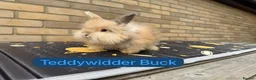 Mixed Breed rabbits for sale: Teddywidder in Witham - Advert 3