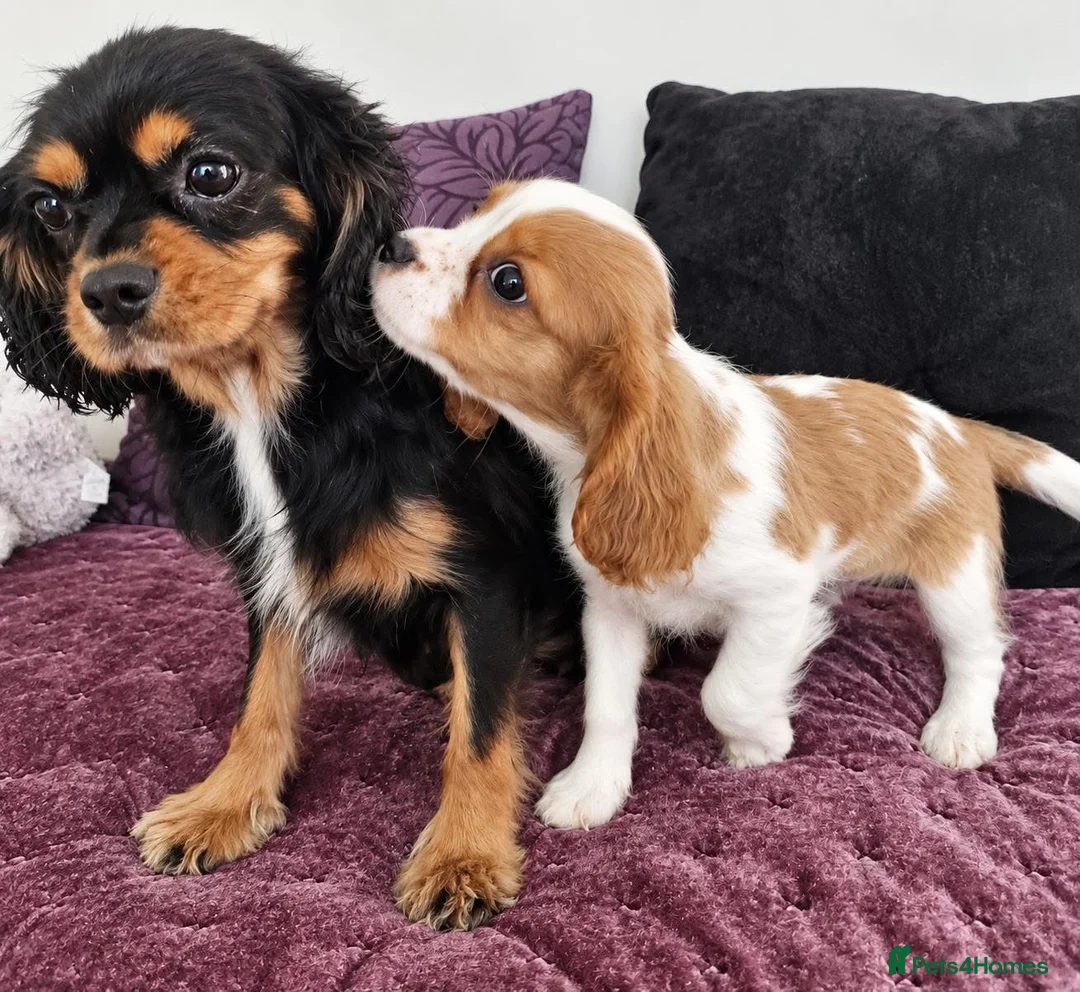 Cavalier King Charles Spaniel dogs for sale: CHOCOLATE CARRIER CAVALIER BOY READY. - Advert 2