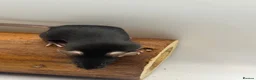 Mouse rodents for sale: Female fancy mice - ready for new homes - Advert 10